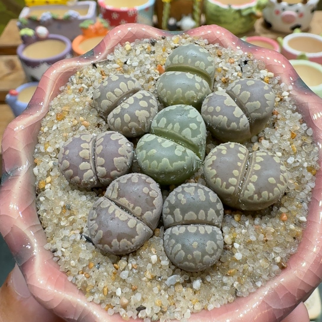 蘑菇1107大牙彩拼多肉植物