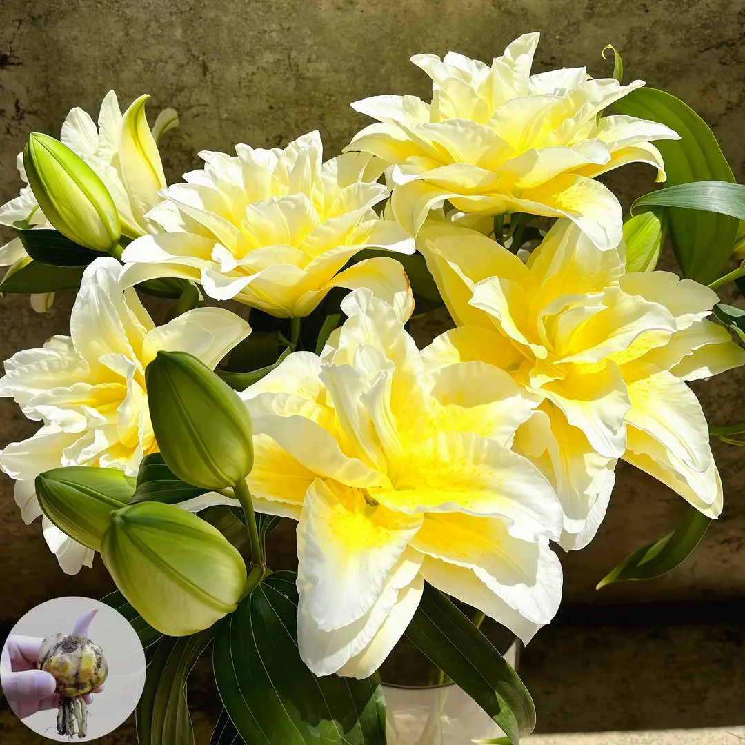 【路德维纳】进口百合香水百合四季花卉四季盆栽易活花种球不对包赔