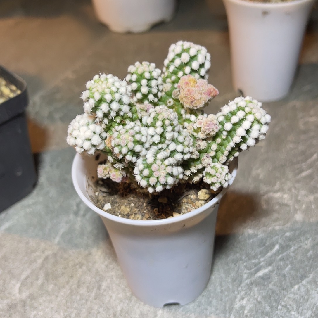 明日香姬一物一拍