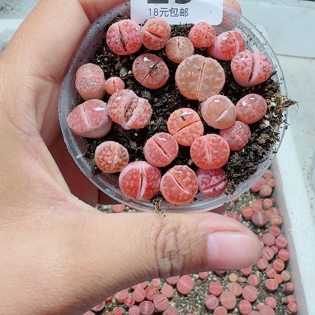 29多肉植物多肉植物