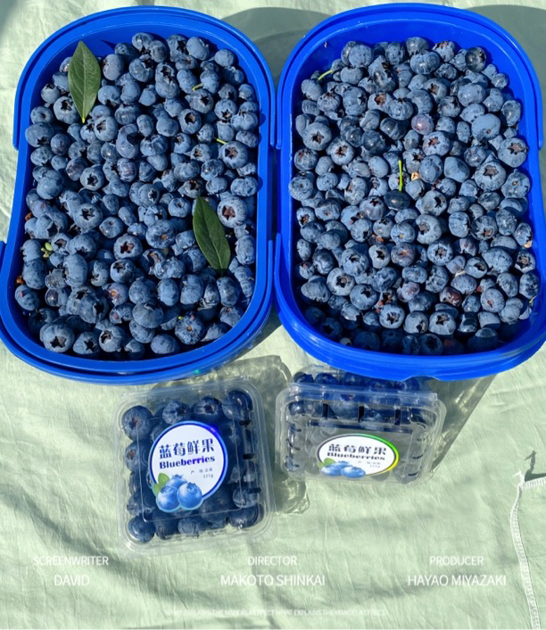 云南花香蓝莓中果15➕顺丰空运