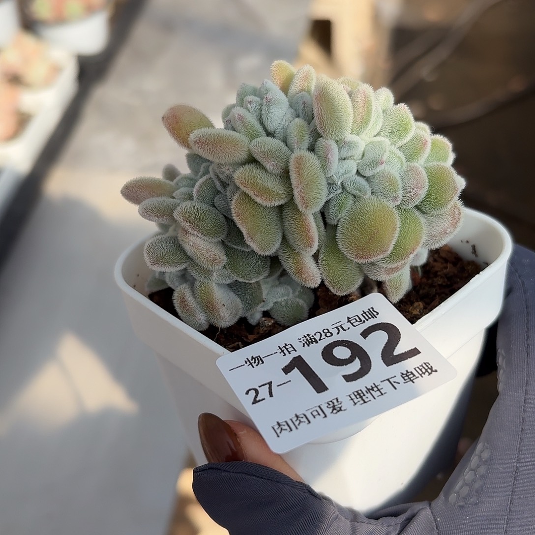 雪晃星缀无盆土发货