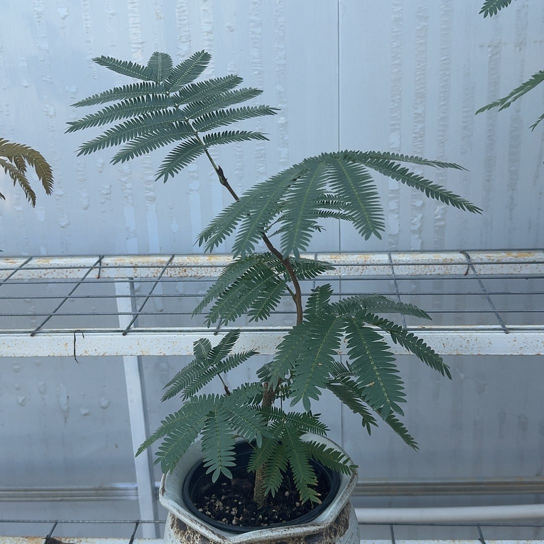 完全开放开播福利两年小老桩1.45cm粗