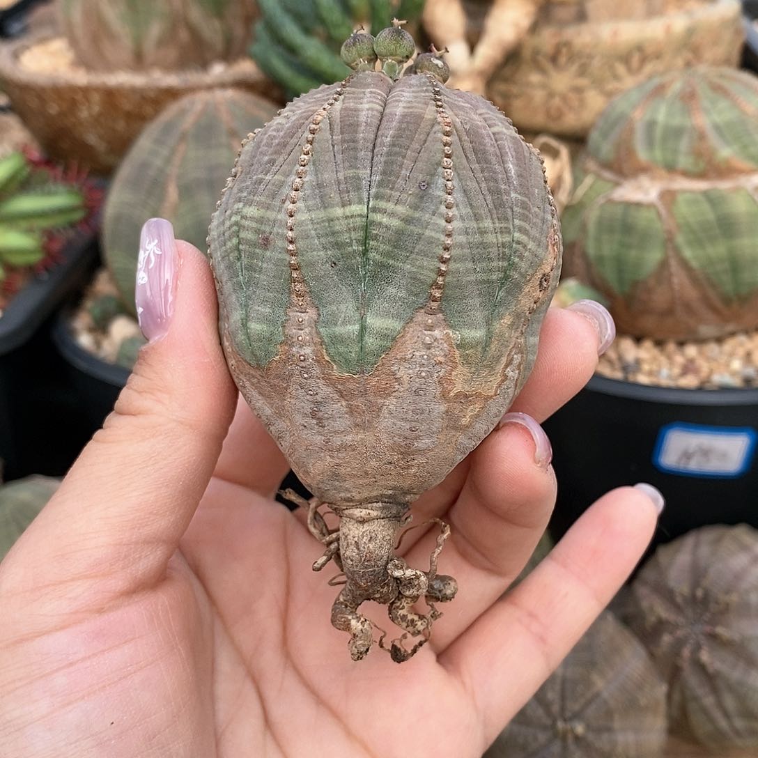 欧系布纹球多肉植物