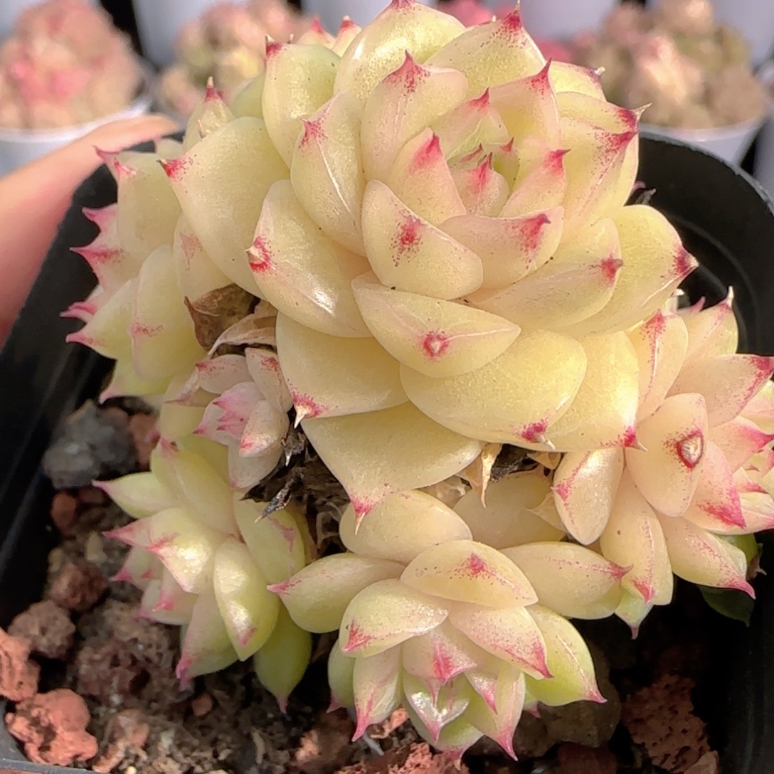 多肉0103-216麦秆