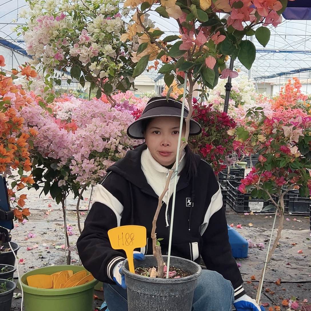 苹***1大部分花苞少量开放H88阿达娜