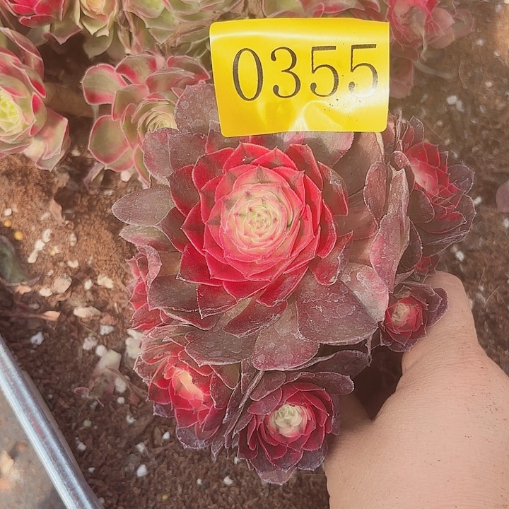 多肉植物荔枝0355