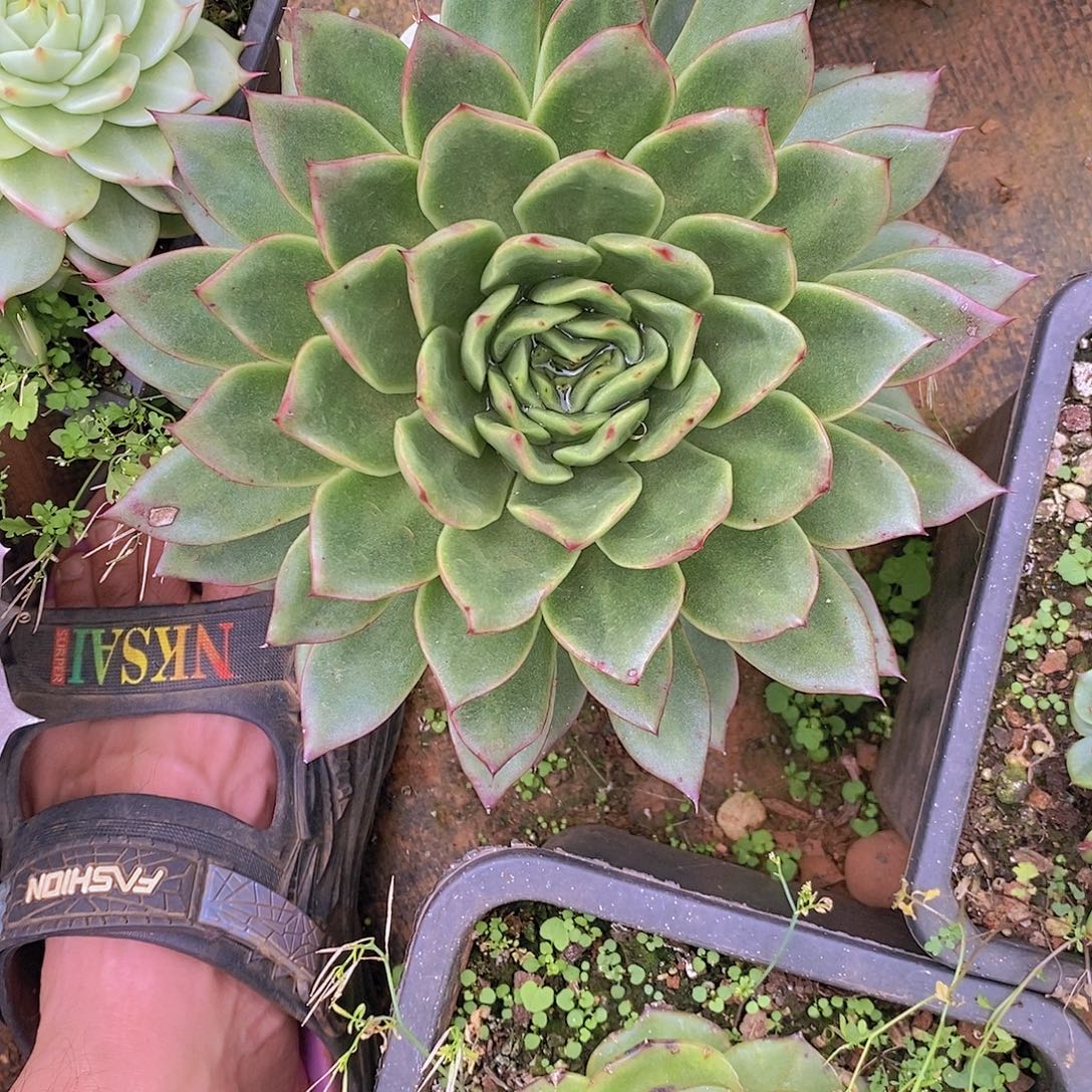 多肉植物玛丽亚变异