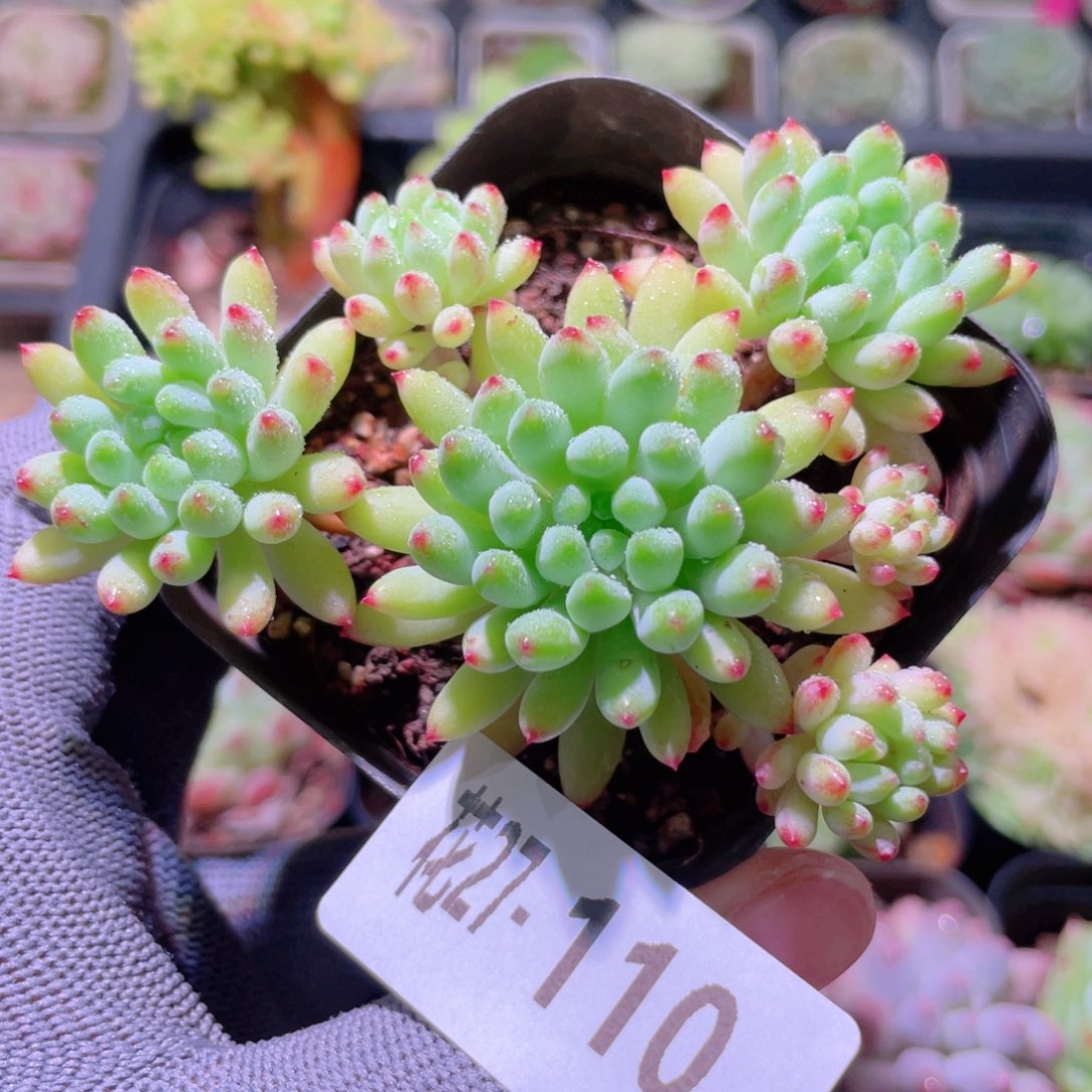 花利美27-110烟花