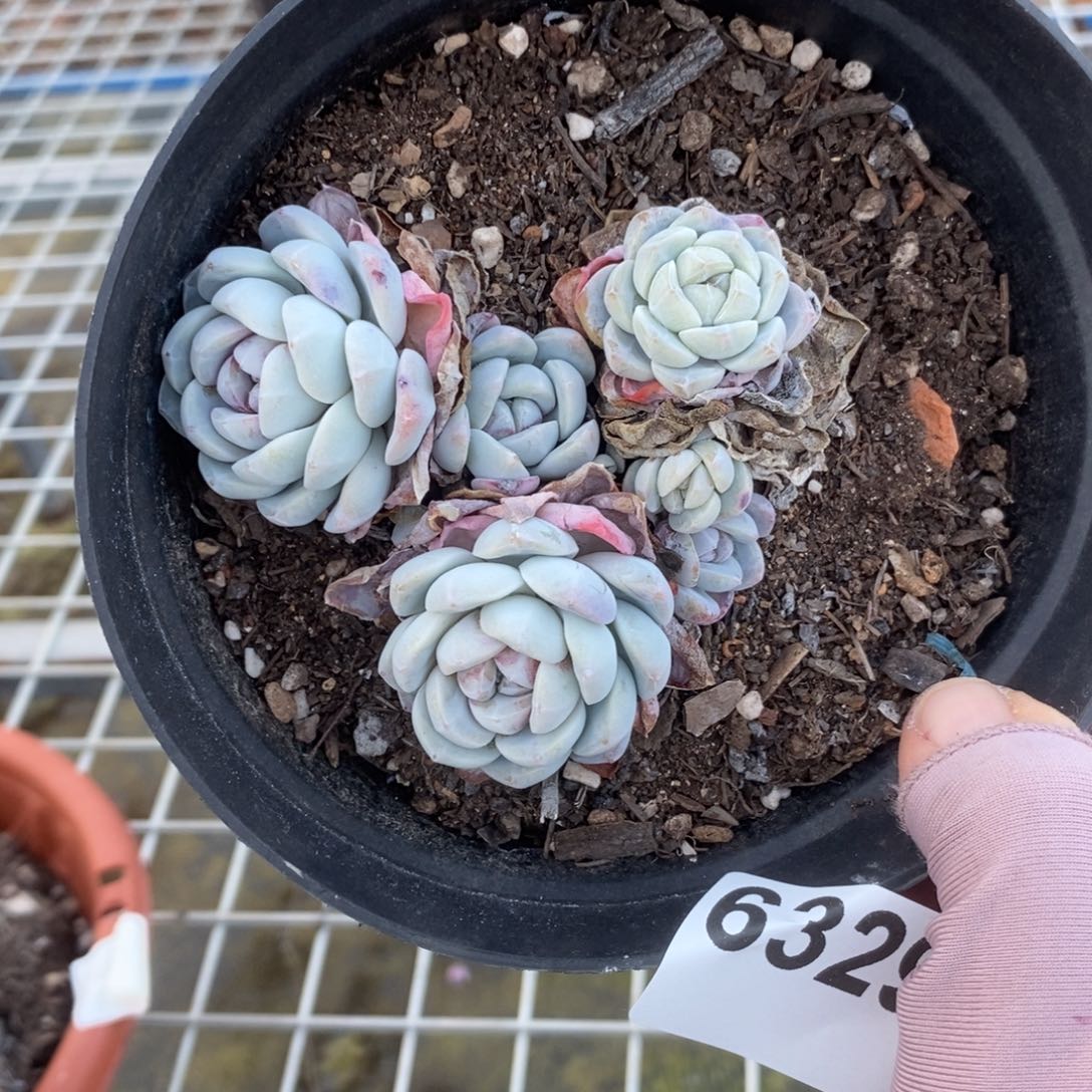 6329冰玉多头一物一拍