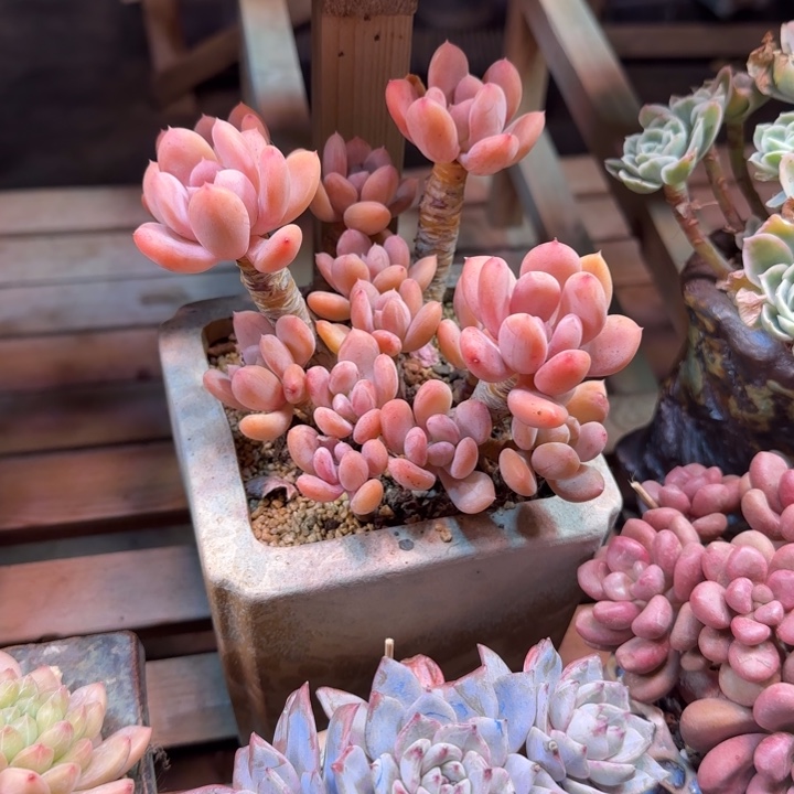 灰姑娘多肉植物fggfvghh