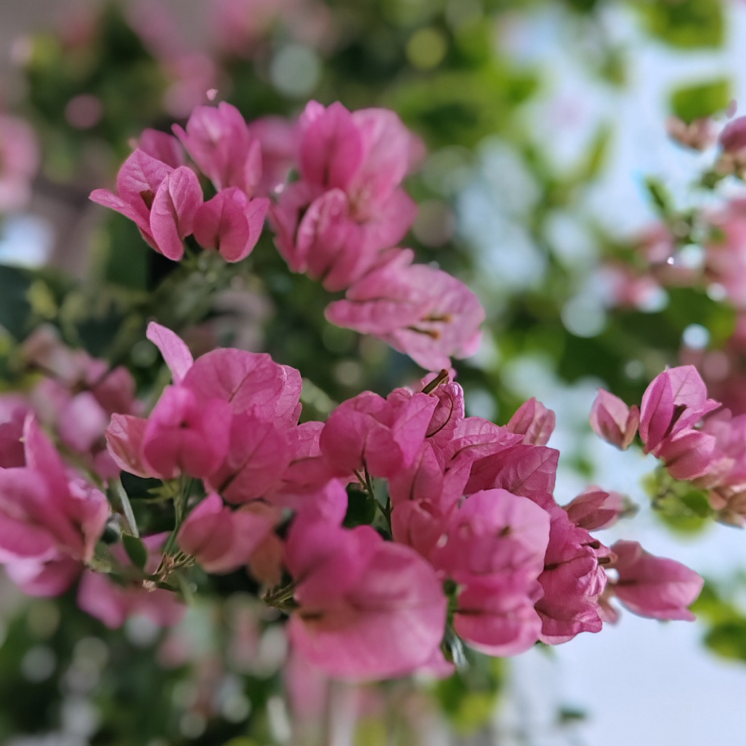 绿叶米罗·三角梅原盆原土发货不带陶瓷盆