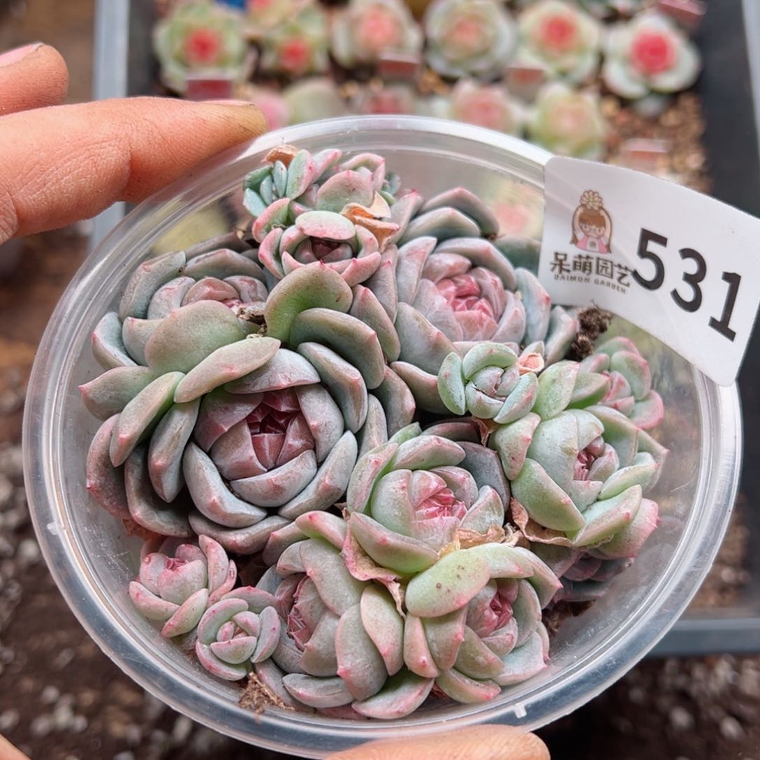 多肉植物多肉植物