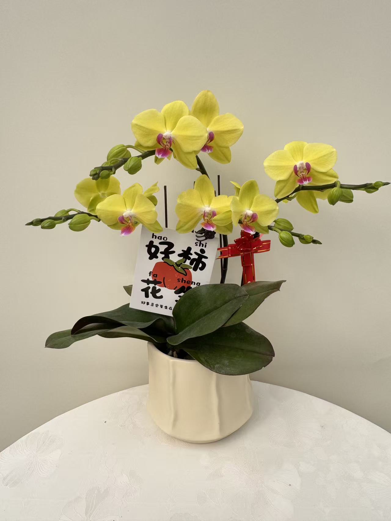 蝴蝶兰【大黄花4】鲜花盆栽室内观赏花花佛山基地直发好养易活