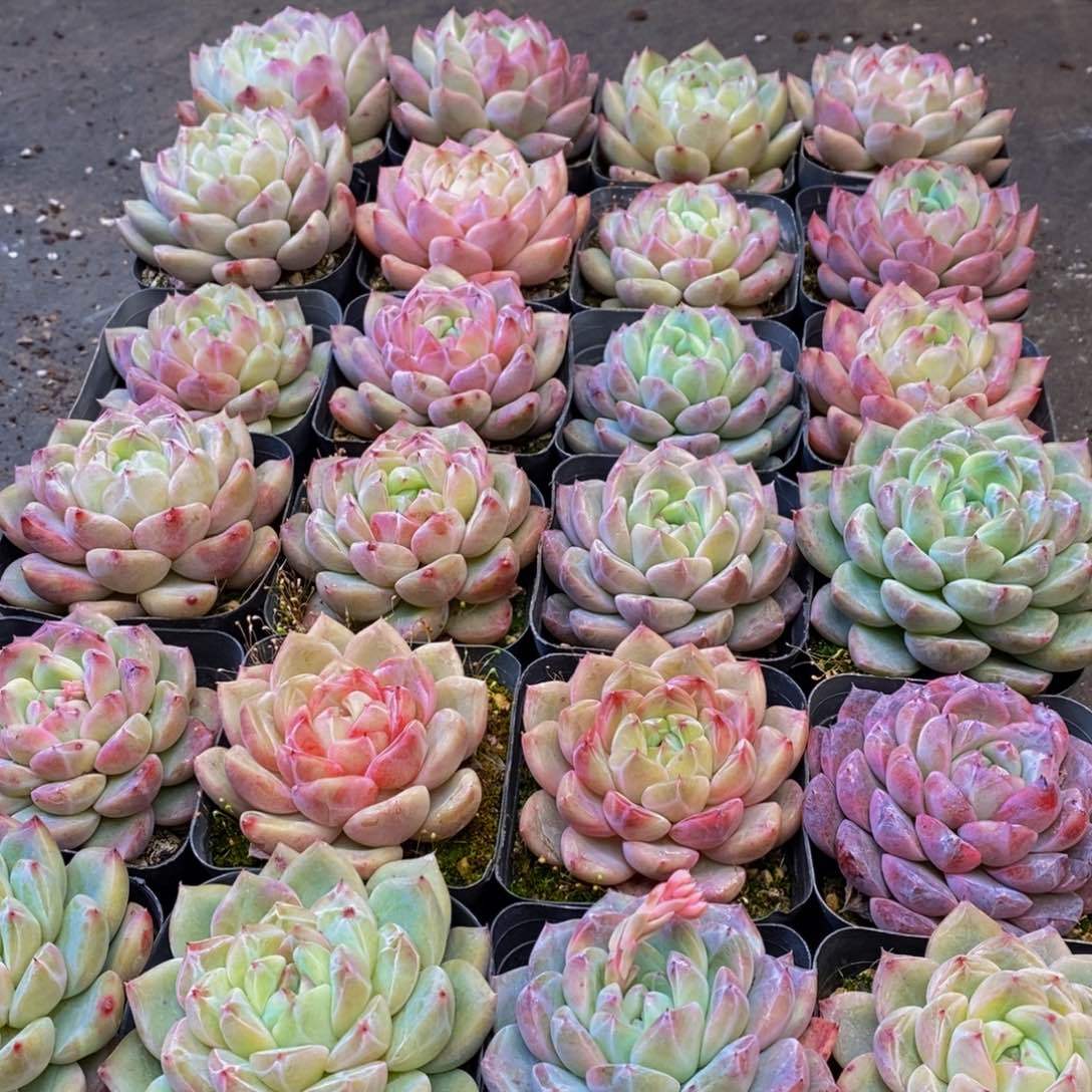 982多肉植物保护研究所所长的