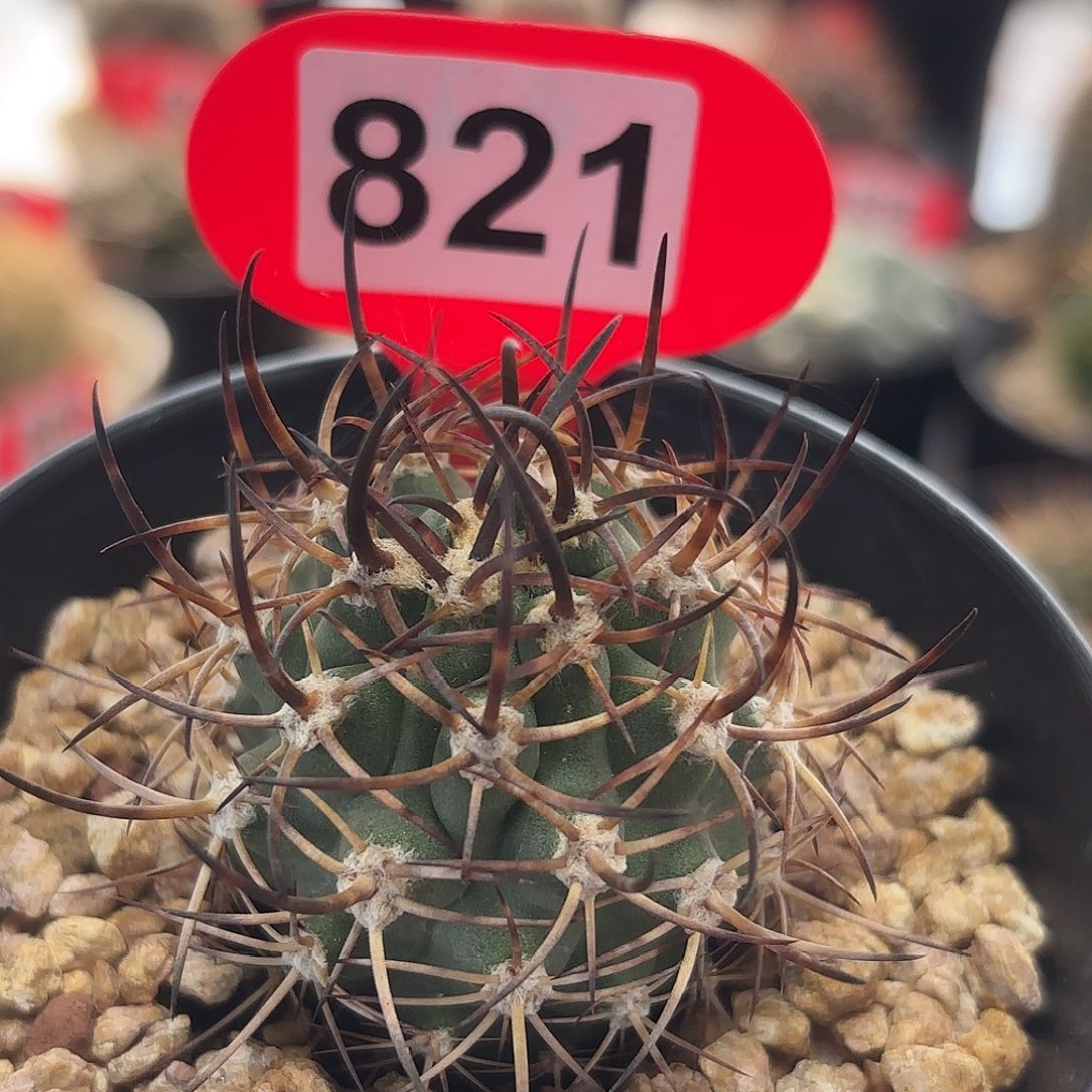 仙人球实生伍佰津玉