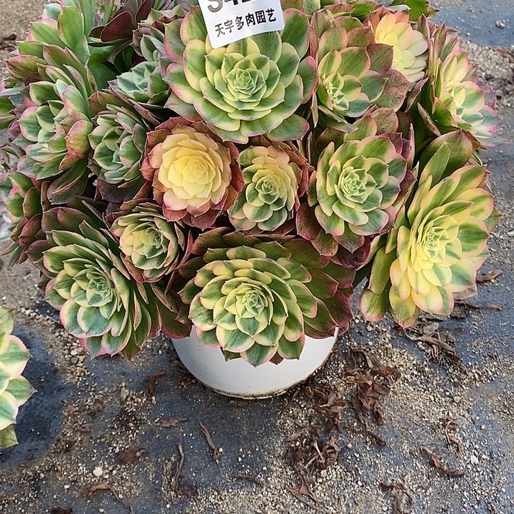 探***探多肉植物海仙428多肉