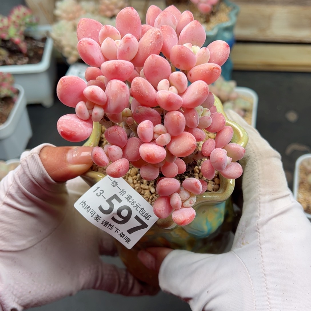 洛神多肉多肉多肉多