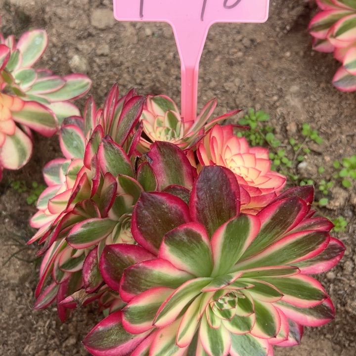 1-18倾城多肉植物