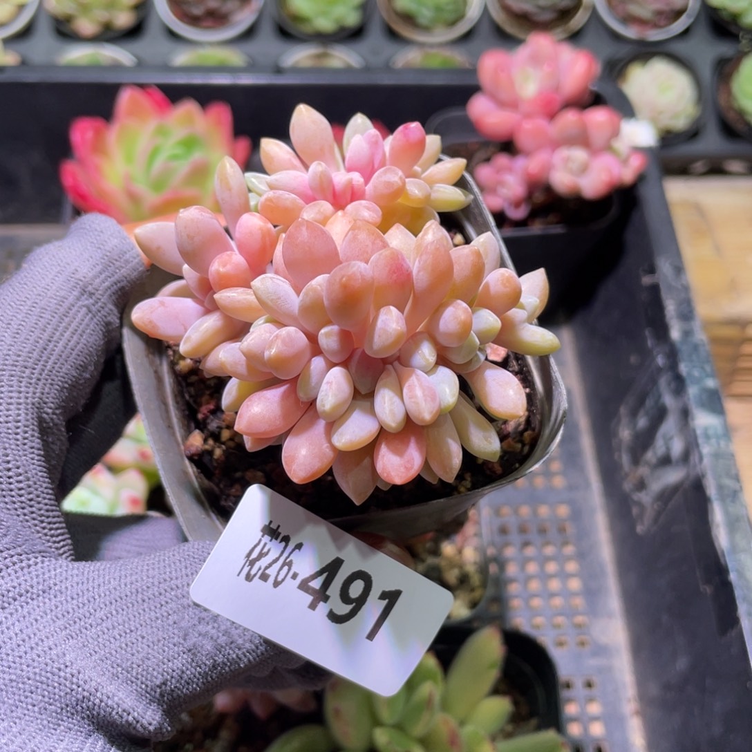 花利美26-491醉美人缀化