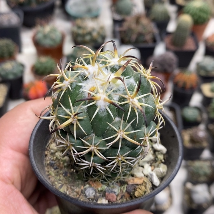 实生钢钉特价福利