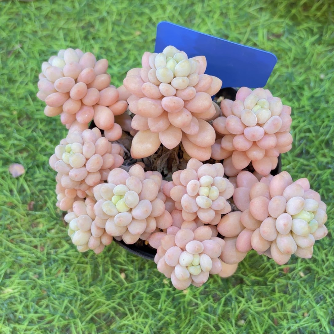 木***笑云南金金致家精品多肉