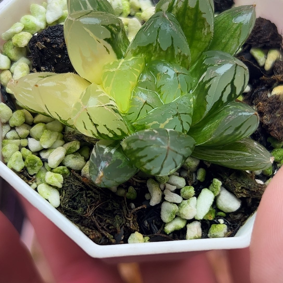 水晶灯锦十二卷多肉
