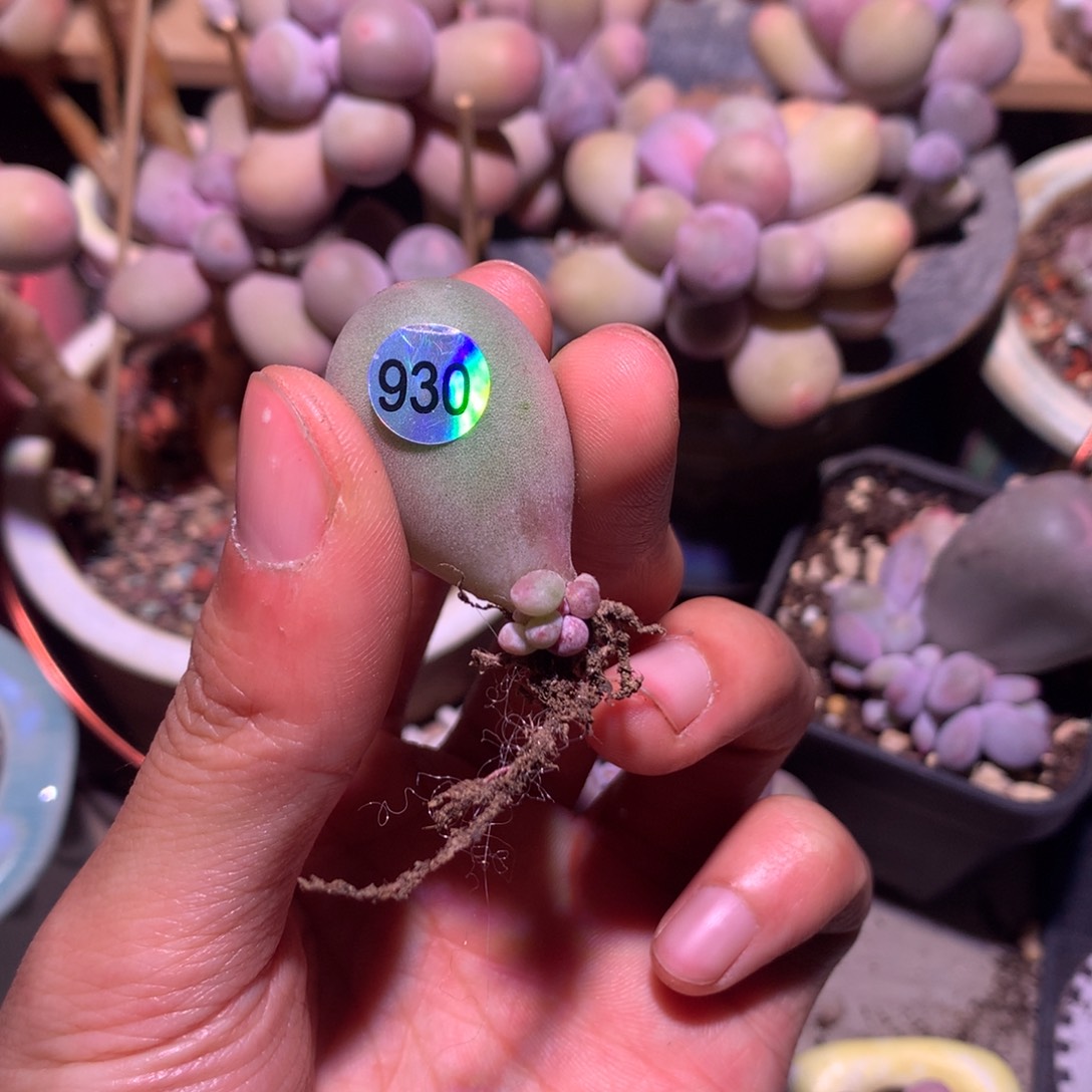 米可奶酪多肉930