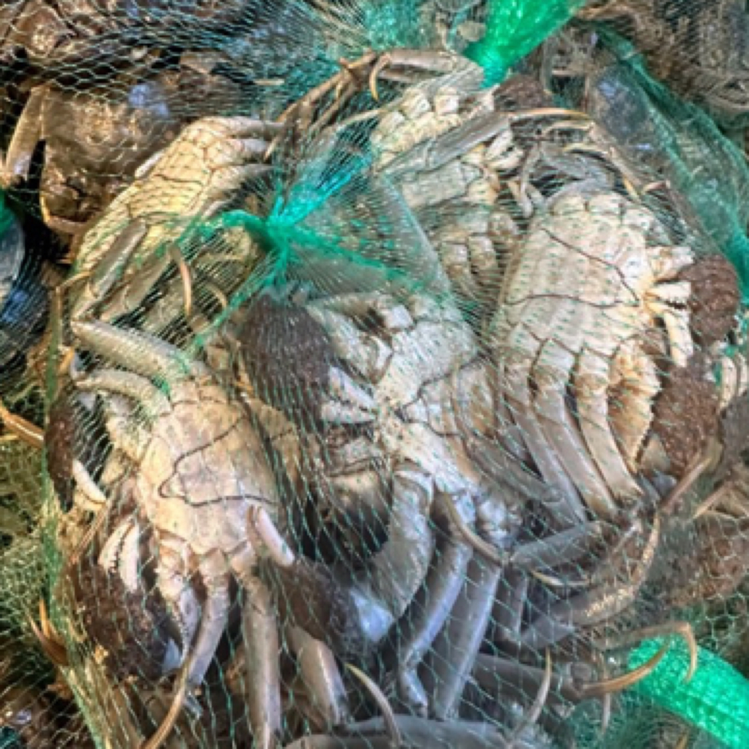 【拍3斤送1斤】盘锦河蟹大公蟹2.5～2.8两【保鲜不保活】