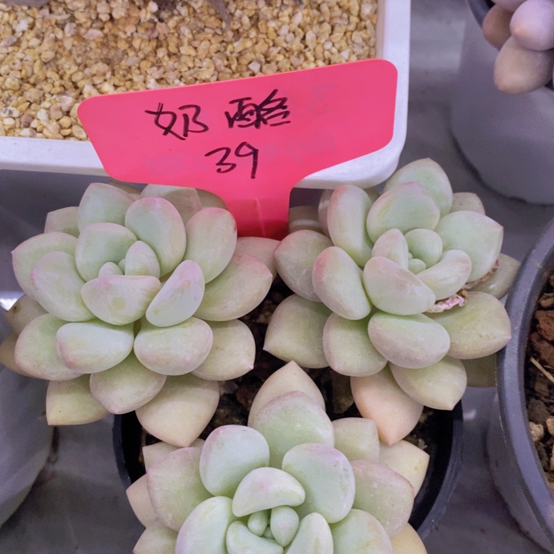 开心多肉，首播2欢迎