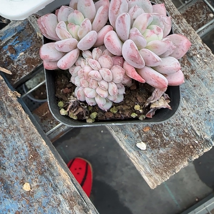 爱***青蛙王子儿童牙膏11