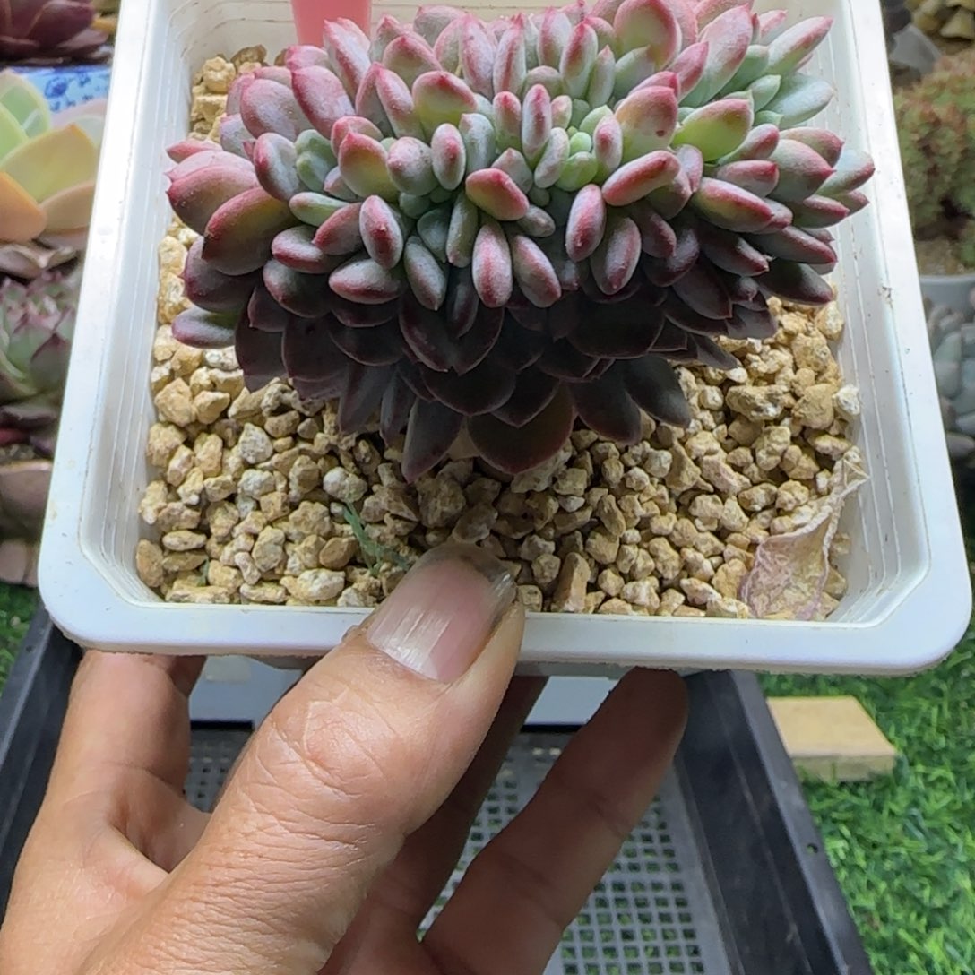 锦安精品多肉植物203