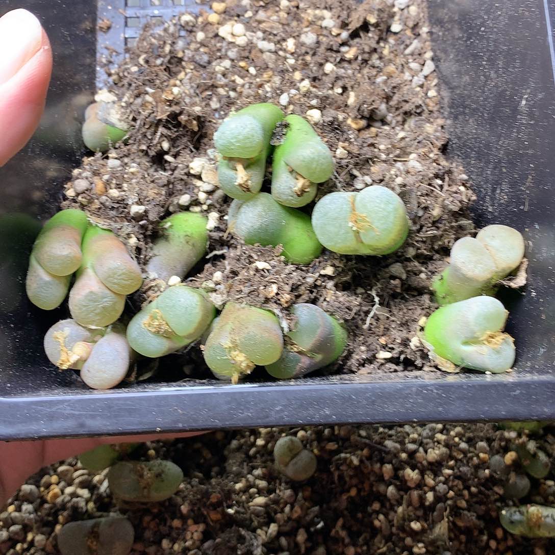 墙****顾E105多肉植物保护