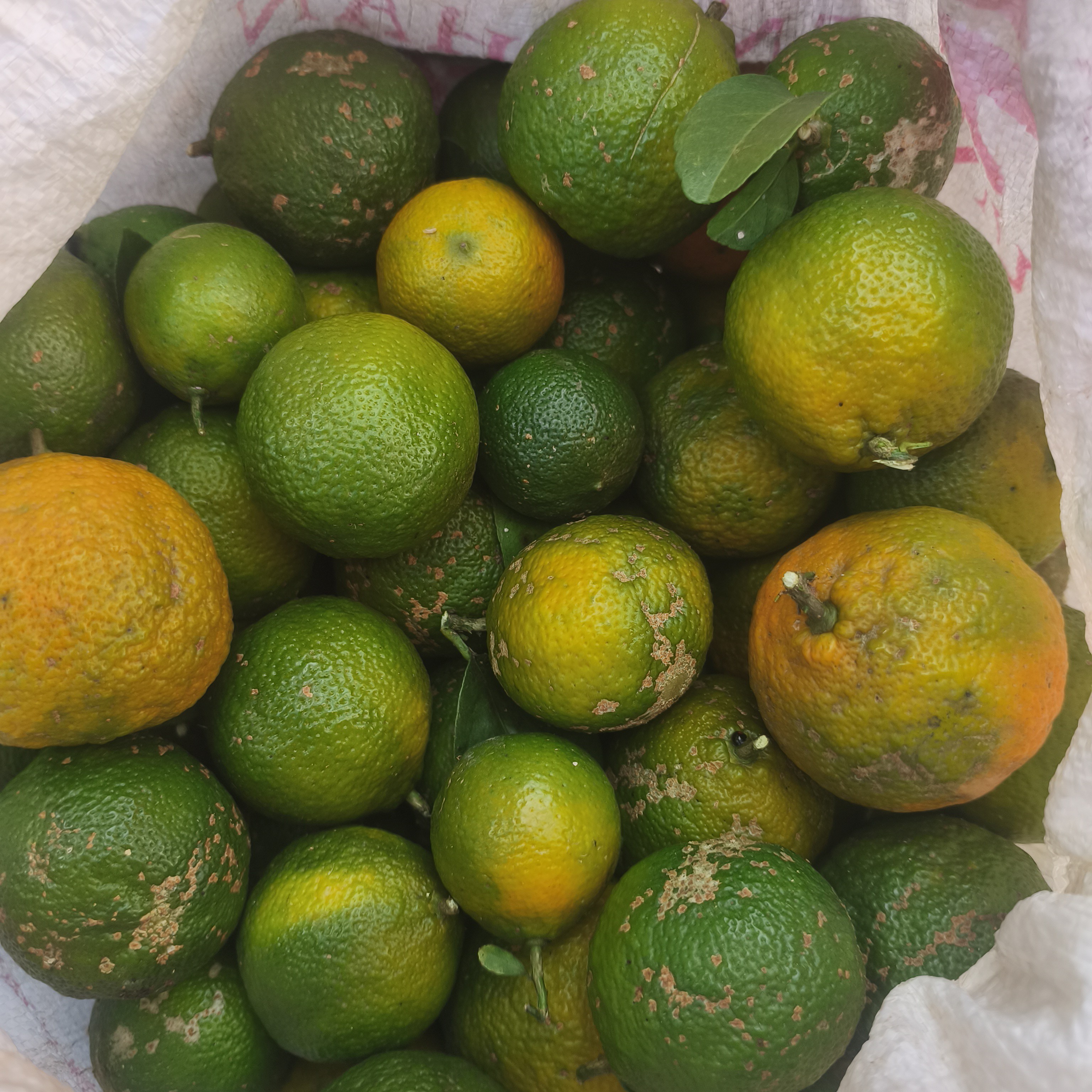 小赵山货云南边境  柠檬