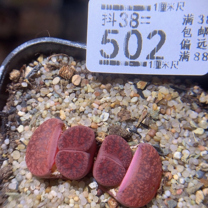 精品生石花38.502