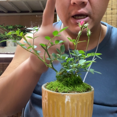 红陶跳*虎一物一拍所见即所得82