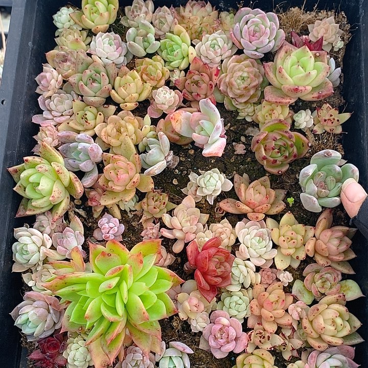 207 多肉植物盆栽花卉植物