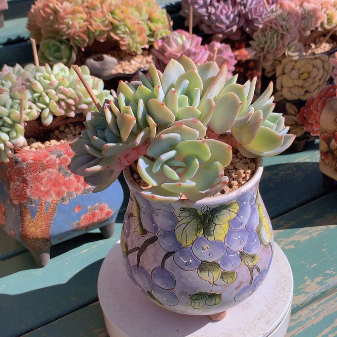 凤橙朵朵自然群无砍群