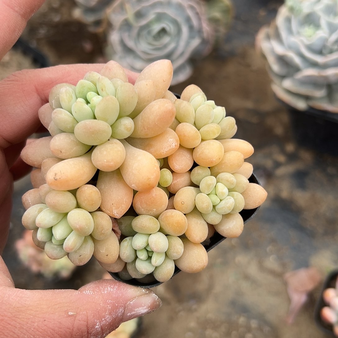 多肉植物泡泡糖老庄