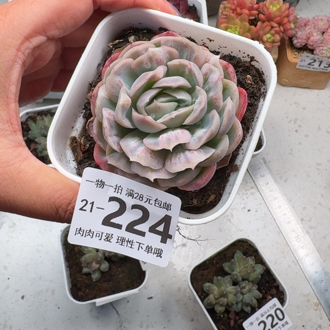 泡泡纱裙无盆土发货无