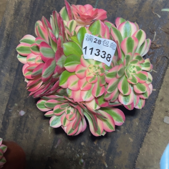 11338女巫有砍多肉