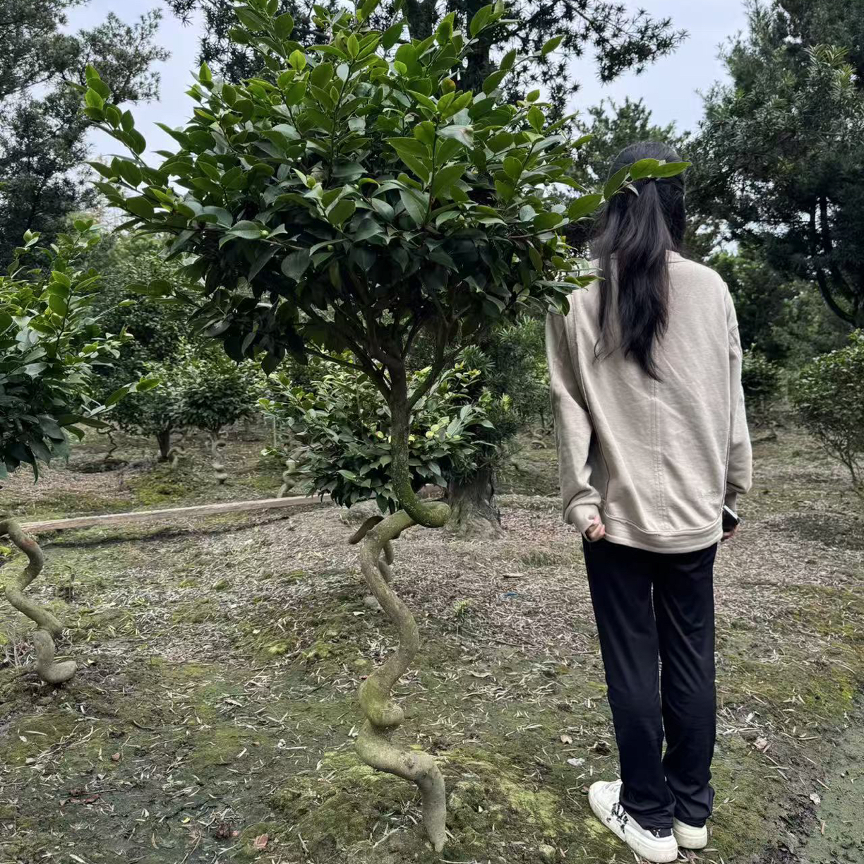 造型川派游龙弯香妃茶花四季常青粉色花