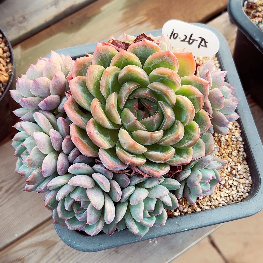 1026-75绝绝蜜家新品