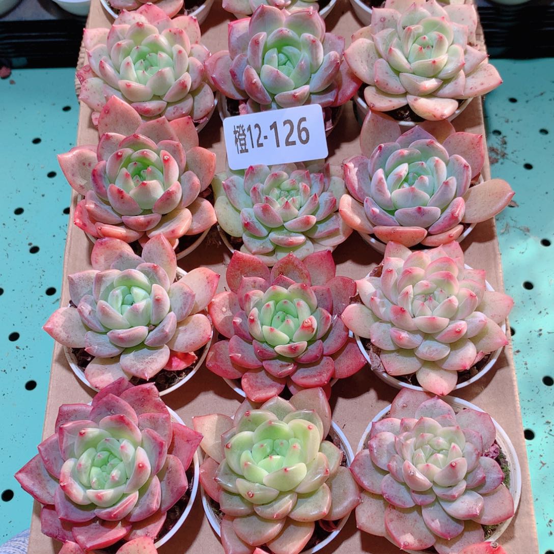 12-126一物一拍多肉带盆18颗