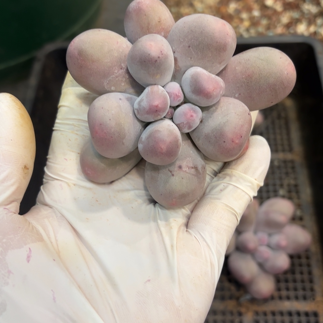 1205多肉植物米可奶肥仔