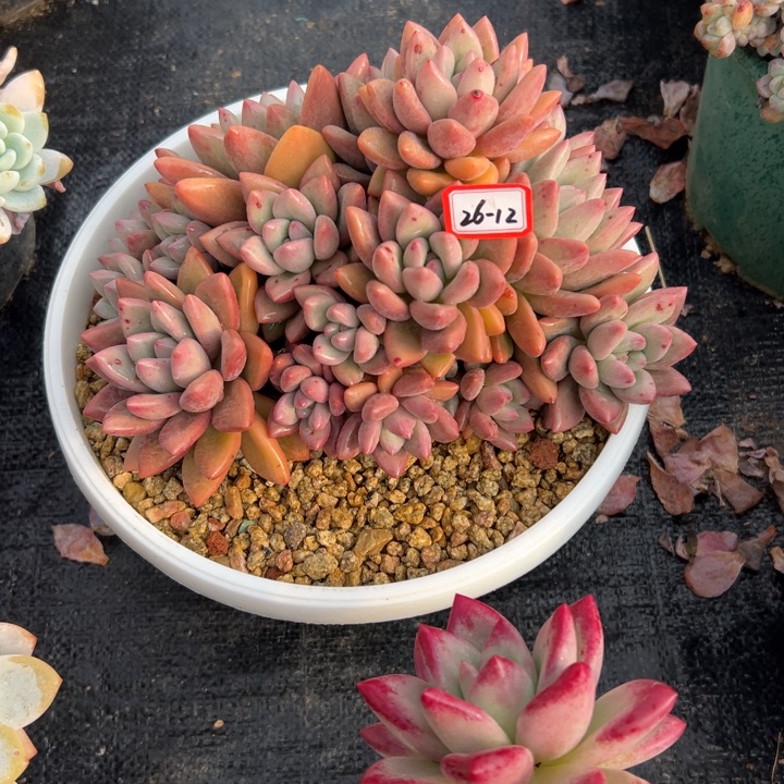 特***猫精品多肉植物老桩赫本露思