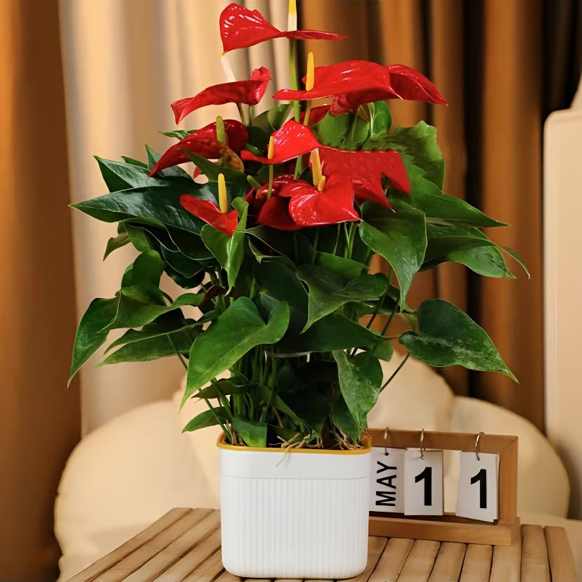 【带花发货】大盆红掌盆栽客厅办公室6--8掌四季开花植物40-50CM