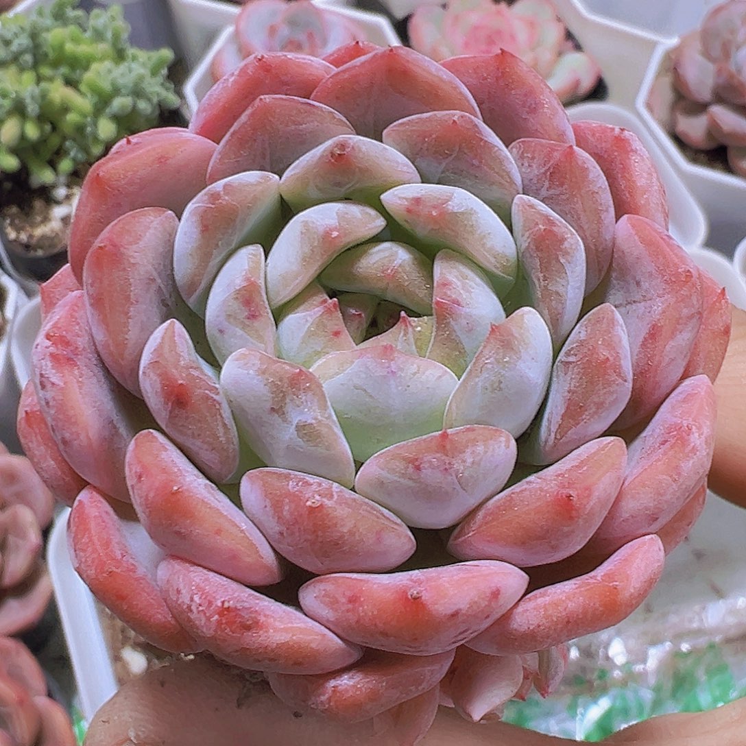 大包子冰魄19包邮多肉植物