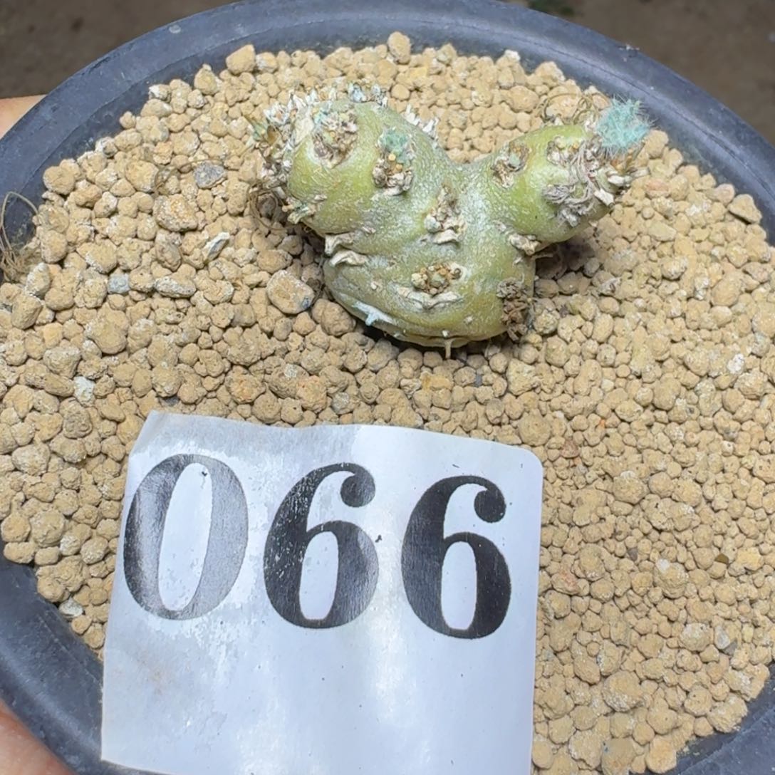 白皮月界一物一拍多肉植物