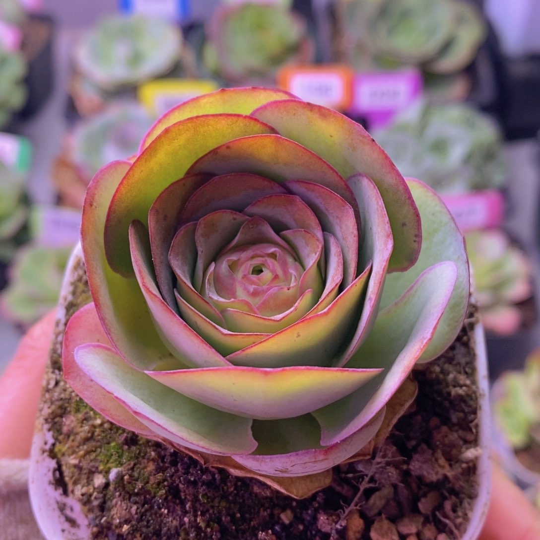 瑾*孤品玫瑰E046